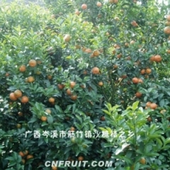 农历十月到春节期间沙糖桔销售旺季