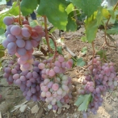 大棚优质葡萄出售了，收购价格绝对全省最低