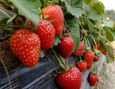 四川干塘村销售冬草莓300亩，品质优良！　