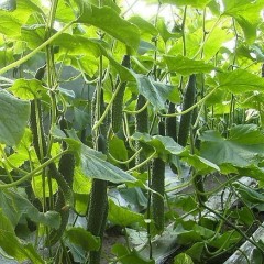 我处有大量蔬菜，瓜果有要联系我