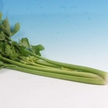 北玉田老张菜站11月芹菜大面积上市