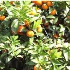 拥有近万株果树,今年产量约70万斤