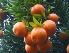 湖北梅川万斤柑橘出售