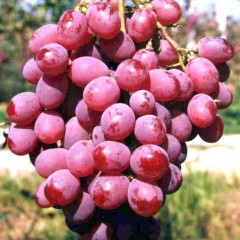 河北大量销售冷库.红提.龙眼各种葡萄