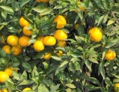 12月2日肇庆，郴州，宜昌，赣州柑橘价格行情