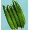 台安县玉飞蔬菜种植专业合作社优质密刺黄瓜