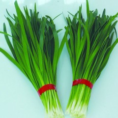 郑州中牟绿色无公害韭菜