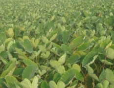湖南江永县长期有芋头5000亩出售　