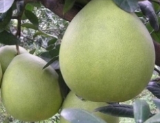 福建平和自家蜜柚现有10万斤左右待售，每斤0.7元