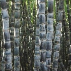 玉林博白县大量黑皮甘蔗