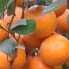 现有大量的优质的皇帝柑出售