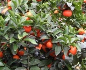 惠州龙门县大量自家产的沙糖桔