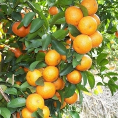 现在沙糖桔已经大量采摘，货源充足，求长期收购果商