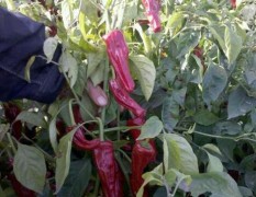 山西晋中地区最大辣椒种植区，本人有多年辣椒收购经验