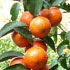 云浮现在沙糖桔已经大量采摘