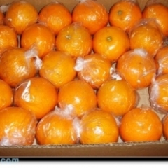 本人在惠州龙门县有大量的红江橙、沙糖桔、贡柑等