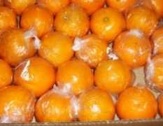 本人在惠州龙门县有大量的红江橙、沙糖桔、贡柑等