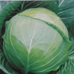 四川凉山州精品圆甘蓝出售