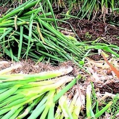 平邑大葱销售合作社，今天装车价3毛1斤