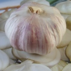 四川德阳代理大蒜收购