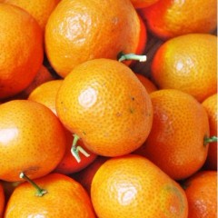 肇庆现在砂糖桔已经上市