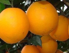 12月8日怀化冰糖橙价格，常德椪柑价格，秭归脐橙价格