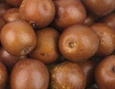 陕西优质瓜果生产基地从事瓜果代办，大棚冬枣熟了