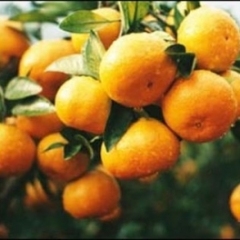 江西抚州市青泥镇南丰柑橘