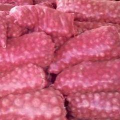 12月10日山东金乡，鱼台洋葱价格行情