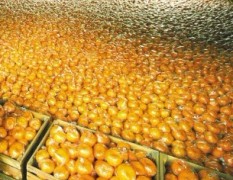 浙江衢州欢迎各地柑橘老板，4-5毛每斤