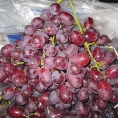 陕西淳化县大量优质库存高原红提需售