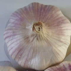 代收金乡大蒜、蒜薹、白菜、胡萝卜、芹菜