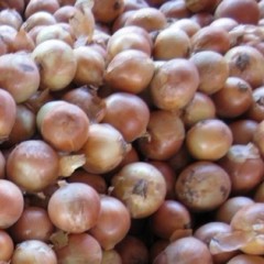 甘肃凉州万吨洋葱