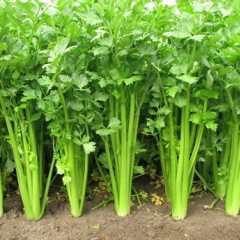 济南济阳县大量优质西芹，西红柿