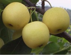 山东临朐县售卖黄金梨，3000公斤左右