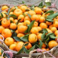 清远黎溪砂糖桔批发