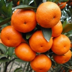 代收代购云浮市郁南县沙糖桔