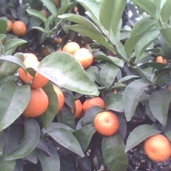 广西永福上千亩无核沙糖桔和春蜜桔