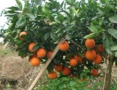 云南省建水大量优质纽荷尔脐橙新鲜上市