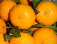 自家南丰蜜橘产量4万余斤，现蜜橘价格约1元/斤