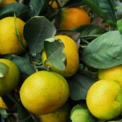 郁南县优质砂糖橘，有大量货源