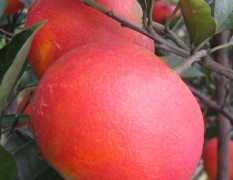 12月中旬至元月正是塔罗科血橙成熟季节，每公斤2.6元左右