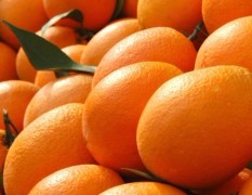 宜昌大量脐橙，红心，纽荷尔出售