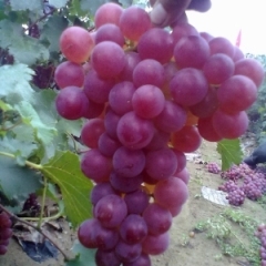 本地大量供应巨峰葡萄，巨峰葡萄苗