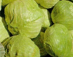 优质平头,圆头卷心菜,青杂大白菜上市
