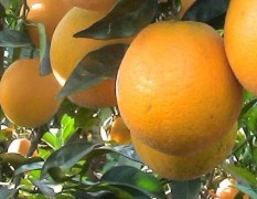 自家种了大量脐橙，普通罗脐估计在8角钱左右。