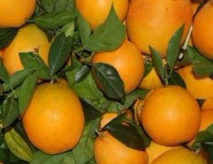 湖北兴山的橙、碰柑、锦橙、脐橙、纽荷尔