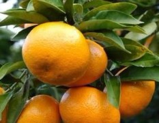 建瓯100万斤橘子（芦柑，脐橙）低价出售 每斤0.6元