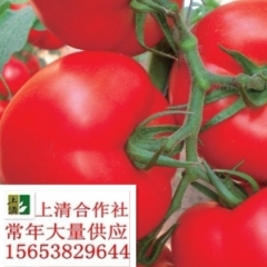 寿光2000亩西红柿现已上市