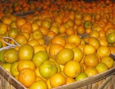 杠家乡种的哈姆林品种类的甜橙一万斤以上